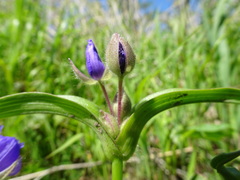 Tradescantia bracteata