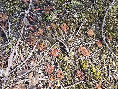 scented sundew