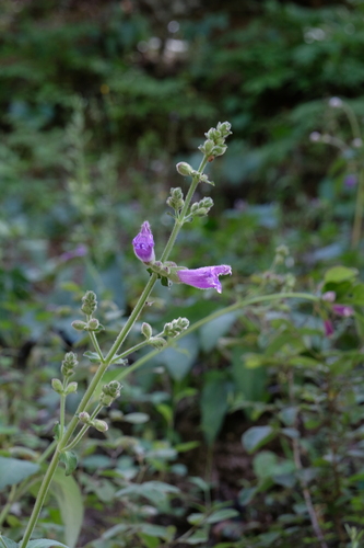 Ganzi Sage