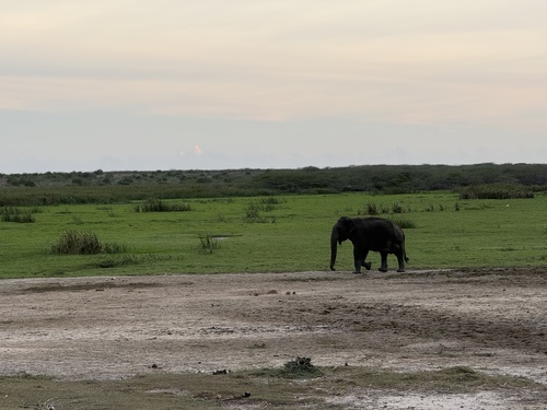 Sri Lankan Elephant