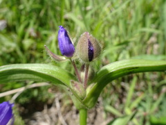 Tradescantia bracteata