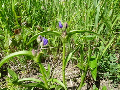 Tradescantia bracteata