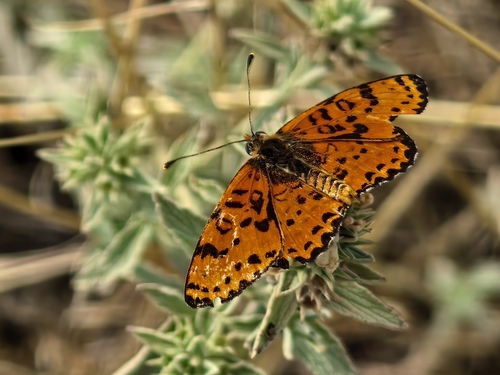 Spotted Fritillary
