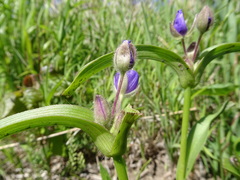 Tradescantia bracteata
