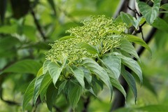 Cornus macrophylla