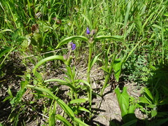 Tradescantia bracteata