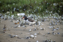 Haematopus palliatus