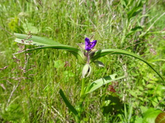Tradescantia bracteata