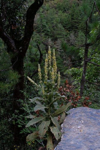 great mullein