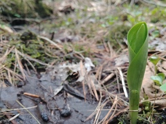 Platanthera grandiflora