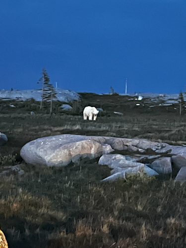 Black Bear sighting near Churchill