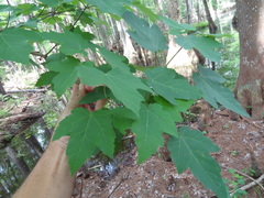 Acer rubrum drummondii
