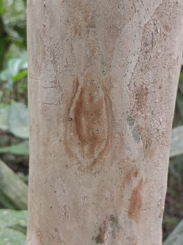 Pimenta dioica observed 2026-08-26