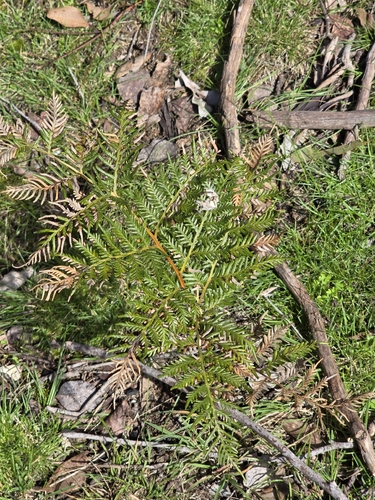 Austral Bracken