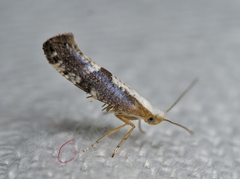 Argyresthia spinosella