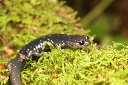 Tellico Salamander