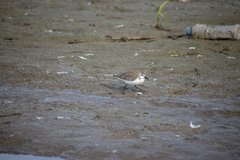 Calidris pusilla