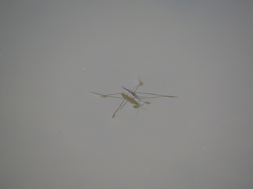 lake pondskater