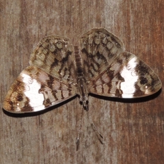 Ectima thecla thecla