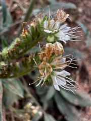Phacelia heterophylla