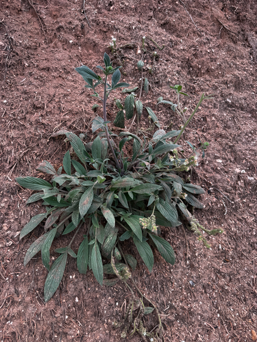 Phacelia heterophylla, photograph 2