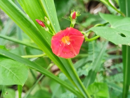 scarlet creeper