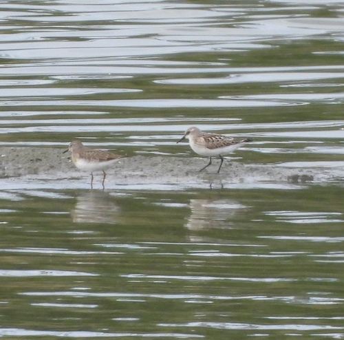 Temminck's Stint