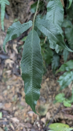 Grypothrix triphylla observed 2026-08-27
