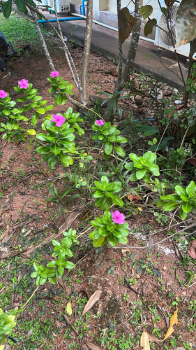 Madagascar Periwinkle