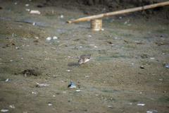 Calidris minutilla