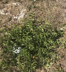 Lantana × strigocamara