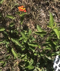 Lantana × strigocamara