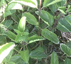 Lantana × strigocamara