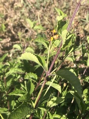 Lantana × strigocamara