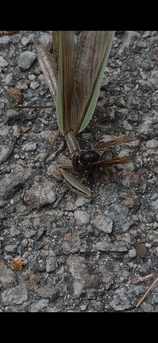 Yellow-legged Hornet