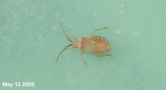 Homoeocerus dilatatus