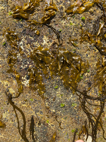 Petalonia binghamiae observed 2026-08-27