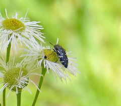 Acmaeodera ornata