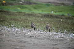 Burhinus superciliaris