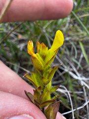 Orthocarpus luteus, photograph (c) Parker James Lloyd, some rights reserved (CC BY)