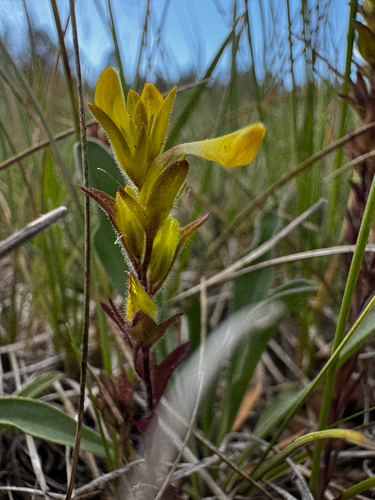 Orthocarpus luteus, photograph 3