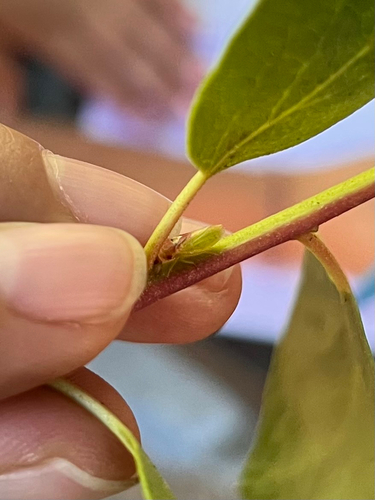 iNaturalist observation photo of True Bugs, Hoppers, Aphids, and allies