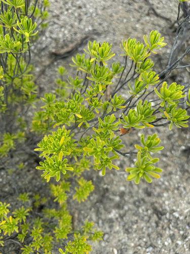 Suriana maritima, photograph 5