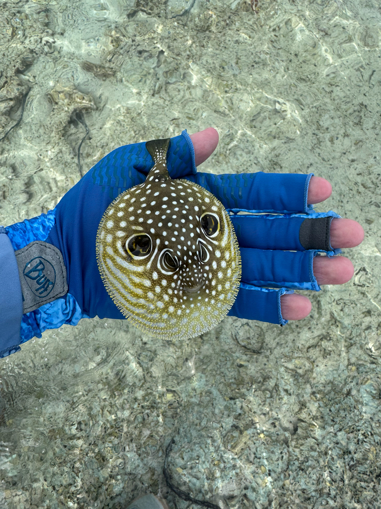 Bristly puffer