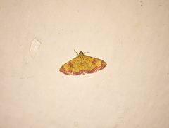 Isocentris filalis