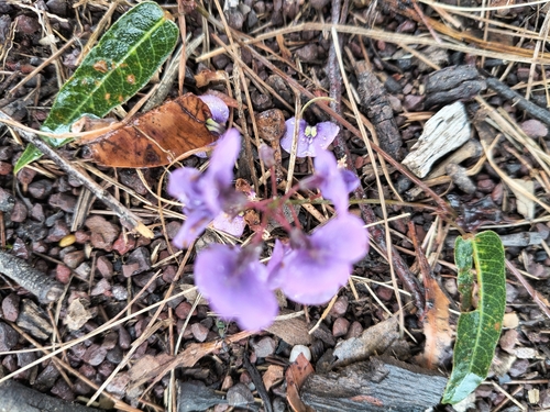 False Sarsaparilla