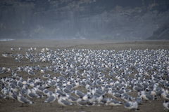 Leucophaeus pipixcan