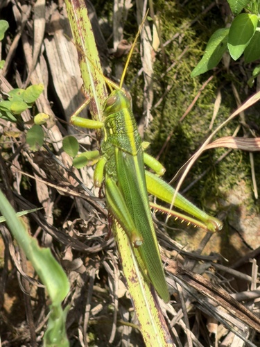 Large Green Grasshopper
