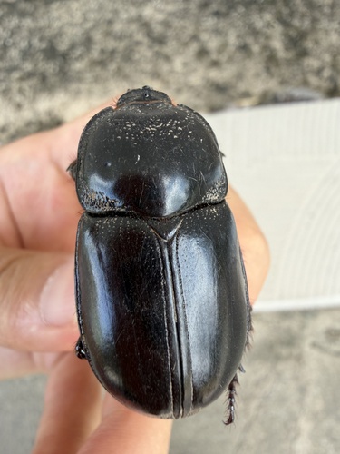 Trichogomphus mongol