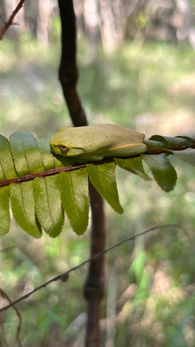 Dainty Tree Frog